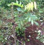 Sprüche für geldgeschenke zur hochzeit. Sie Wollen Einen Baum Verschenken Und Suchen Den Geeigneten Spruch Einen Baum Verschenken Regenwald Baumpatenschaften