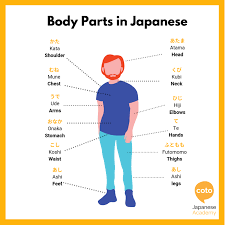 Body Parts in Japanese - How to Say 
