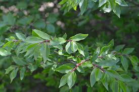 Maybe you would like to learn more about one of these? Euonymus Alatus Udbg