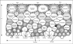 Tips For Designing Perennial Beds And Borders For Dummies Garden Planning Flower Garden Plans Perennial Garden Plans