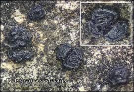 Image result for Cyclocarpa