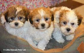 Stunning Shichon Zuchon Babies Designer And Cross Breed Puppies For Sale Teddy Bear Dog Puppies Puppies For Sale