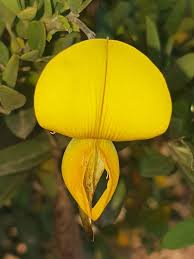Image result for Crotalaria capensis