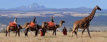 At dugong beach lodge in mozambique there are plenty of activities to be done. Samburu Camel Trekking Best Kenya Safari Experiences Art Of Safari