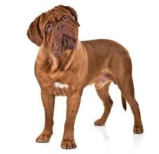 Can Dogs Eat Grapes And Raisins Are Grapes Poisonous To Dogs