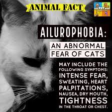 Animal Fact Although Cats Are Not Everyone S Favorite Pet There Are Some People Who Have An Abnormal Fear Of Them Which Is Called Ail Animal Facts Fear Pets