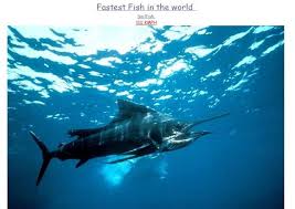 Fastest Thing In The World Fastest Things In The World Ocean Life Ocean Fishing Ocean Creatures