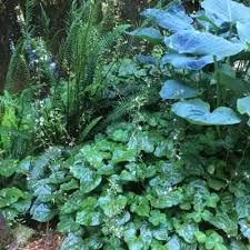 Image result for Alchemilla ellenbeckii