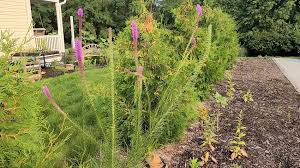 Image result for Pycnostachys schliebenii