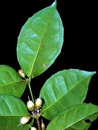 Image result for Cassipourea