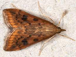 Media in category udea ferrugalis the following 39 files are in this category, out of 39 total. 031 Udea Ferrugalis Rusty Dot Pearl British Lepidoptera