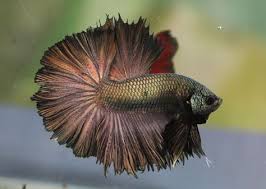 Copper Dragon Fact 3 The Male Bettas Build The Bubblenests For The Females To Lay Them In Betta Betta Fish Betta Fish Types