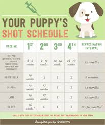 Whether you've adopted a puppy or an older dog, you can use the information below as a basic guide and timeline for vaccinations and deworming. Be Maro Mayari Animal Rescue Organization Inc Facebook