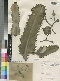 Image result for Euphorbia halipedicola