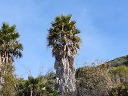 Image result for Washingtonia robusta