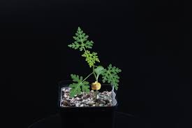 Image result for Adenia