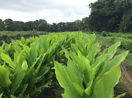 Image result for Afroligusticum runssoricum