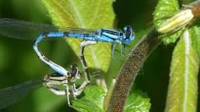 Image result