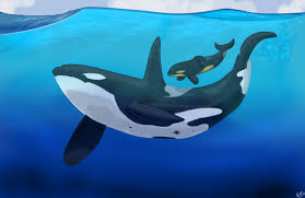 Please like, comment, and share. Orcinus Orca By Angelmc18 On Deviantart