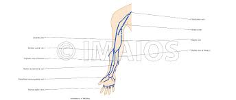 Arteries that branch to the arm and head. Upper Limb Anatomy