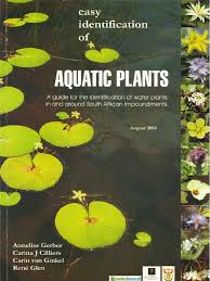 Image result for Limosella maior