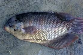 Gurame Merupakan Salah Satu Jenis Ikan Yang Tidak Terlalu Membutuhkan Air Yang Jernih Walau Begitu Tidak Berarti Ikan Gurame Tahan Terhadap Serangan Di 2020 Ikan