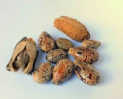 There is no standard for how often castor oil should be used. Castor Oil For Hair Growth Lady Alopecia Investigates Lady Alopecia