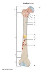 It contains few spaces and provides protection and support to the bone/s around. Long Bone Anatomy Quiz Or Worksheet Anatomy Lessons Anatomy Biology Lessons