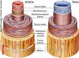 Anatomie Blutgefasse Arterien Und Venen Histologie Wandschichten Der Arterie Und Vene Blutgefasse Anatomie Und Physiologie Arterien