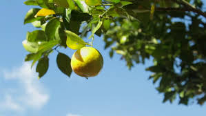 We did not find results for: Tree With Juicy Fruit In Stock Footage Video 100 Royalty Free 4579010 Shutterstock