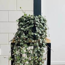 Image result for Ceropegia circinata