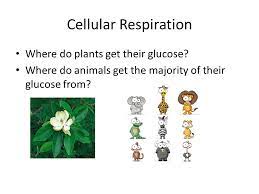Cellular respiration is the process of oxidizing food molecules, like glucose, to carbon dioxide and water. Cellular Respiration How Do Organisms Get Their Energy Ppt Download