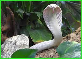 Maybe you would like to learn more about one of these? Mimpi Ular Kobra Beberapa Makna Dan Interpretasi Daftarhewan Com