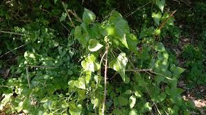Image result for Dioscorea cotinifolia