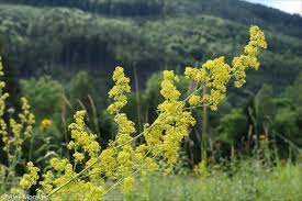 Image result for Galium verum