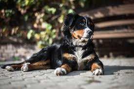 The bordernese is a cross between a border collie and a bernese mountain dog. The 109 Most Popular Bernese Mountain Dog Names Of 2019