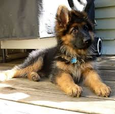 Maybe you would like to learn more about one of these? Long Haired German Shepherd German Shepherd Puppies Shepherd Puppies German Shepherd Dogs