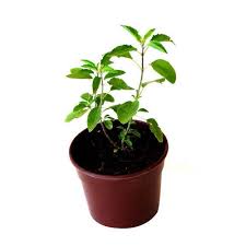 tulsi plant at rs 20 piece basil ocimum tenuiflorum holy tulsi à¤¤ à¤²à¤¸ suhani nursery mumbai id 17959009955 tulsi plant