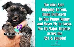 Check spelling or type a new query. Shipping Our Pet Gemstone Yorkies Boutique Exotic Rare Yorkies Merle Yorkies Breeder California Teacup Yorkie Puppies For Sale Colorful Yorkie Puppies Gold Blonde Yorkies Black Chocolate Blue Eyed Merle Yorkies White Yorkie Rare Colors Parti Yorkies