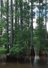 Mocsarciprus Taxodium Distichum Fenyok Fenyo Fajtak Cypress Trees Bald Cypress Bald Cypress Tree