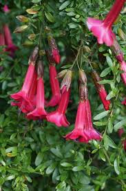 Image result for Cantua