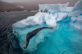 In Antarctica Climate Change Is Having Surprising Impacts Leopard Seal Polar Animals Antarctica