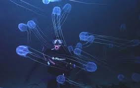 Box jellyfish is known as one of the deadliest creatures in the world, whether on land or in water. Box Jellyfish Venom Under The Microscope
