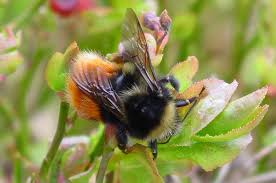 We can recognise bumble bees from their very loud buzzing. Bilberry Bumblebee Bumblebee Conservation Trust