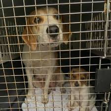 Check spelling or type a new query. The Humane Society Of North Central Florida Home Facebook