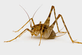 There might be things in your house worse than bedbugs. Camel Cricket Prevention Tips Russell S Pest Control