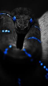 Download Free Hd Wallpaper From Above Link Animals Snakewallpaper Snakewallpaperhd Snakewallpaper3d Snakewall Cute Little Animals Pet Snake Cute Reptiles