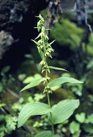 Image result for Epipactis africana