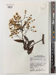 Image result for Vernonanthura polyanthes