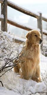 Pin By Liveyourdreams On Animals In The Snow Winter Dog Dogs Golden Retriever